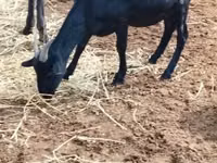 Billy Goat, Nubian Goat — photo 2
