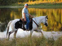 Farasi dume, American paint horse — picha 4