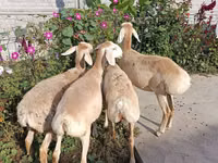 भेड़, भेड़ — फ़ोटो 3