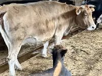 गाय, Simmental cattle — फ़ोटो 1