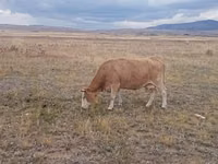 بقرة, Latvian Blue cattle — الصورة 2