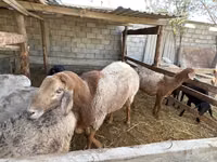 كبش, Arashan sheep — الصورة 1