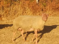 كبش, Rouge de l’Ouest sheep — الصورة 2