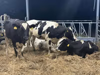 गाय, गोलस्टीन नस्ल — फ़ोटो 7