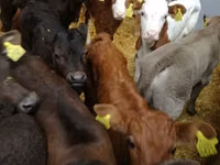公牛, Limousin cow — 照片 3