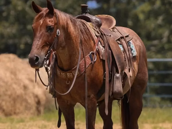 حصان, Quarter Horse
