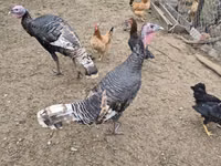 Turkeys — 照片 1