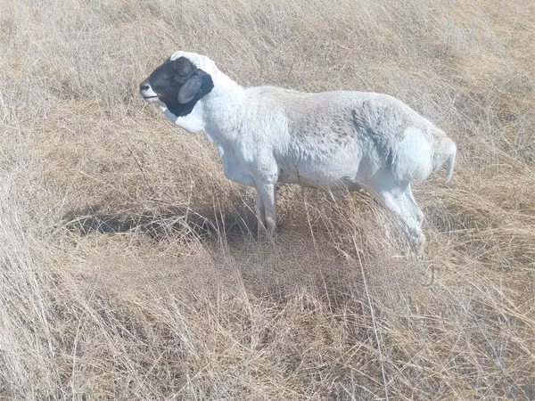 Kondoo (kikundi, jinsia haijatajwa), South meat sheep