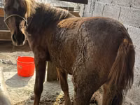 Mare, Tatar horse — photo 2