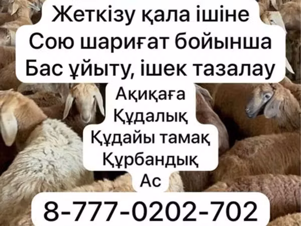 Овца, Красноярская овца