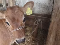 Cow, Jersey breed — photo 2