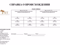 Баран, Восточно-фризская молочная овца — фото 4