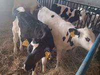 ثور, Russian Black pied cattle — الصورة 1