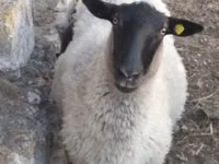母羊, Romanov sheep — 照片 3