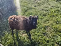 Sheep, Ouessant sheep — photo 4