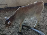Ng'ombe dume, Swiss cattle — picha 3