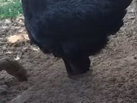 ऑस्ट्रेलॉर्प — फ़ोटो 3