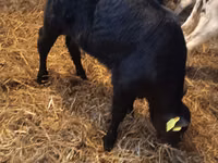सांड, Simmental cattle — फ़ोटो 6
