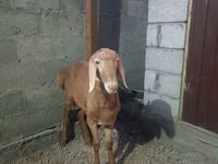 نعجة, Rhon sheep — الصورة 8