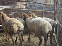Ram, Arashan sheep — photo 1