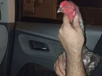 Chickens — 照片 6