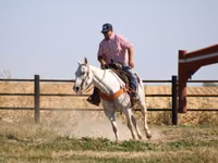 Caballo, Quarter Horse — foto 2