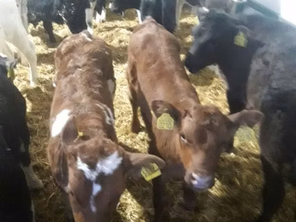 ثور, Simmental cattle