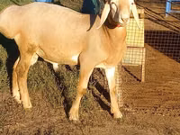 Widder, Arashan sheep — Foto 2
