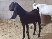 Cabra, Kamori goats — foto 5