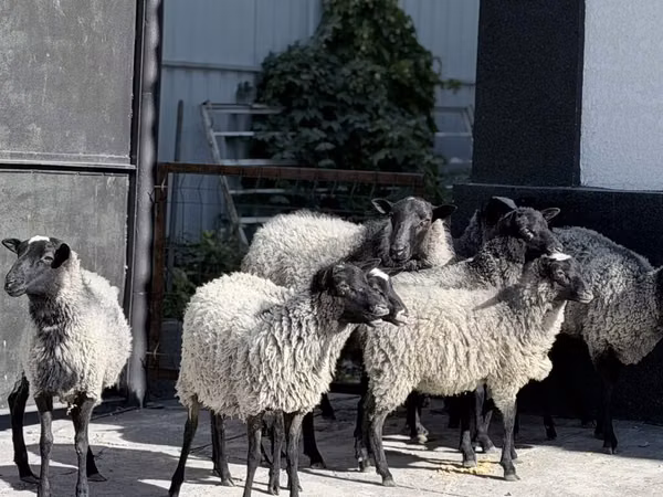 母羊, Hissar sheep