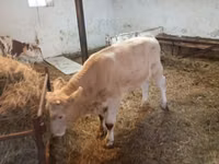 सांड, मवेशी — फ़ोटो 5