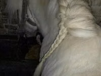 Farasi dume, Shetland Pony — picha 1