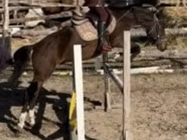 Caballo, Hungarian horse breed