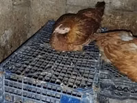 Chickens — Foto 3