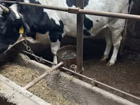 गाय, Russian Black pied cattle — फ़ोटो 2