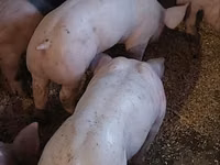 خنزير ذكر, الخنازير — الصورة 5