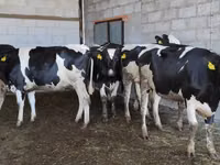 गाय, गोलस्टीन नस्ल — फ़ोटो 5