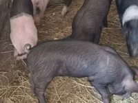 Säue, Schweine — Foto 3