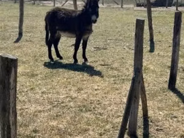 घोड़ा, Kerry Bog Pony