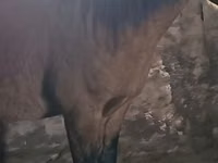 حصان, Mugalzhar horse — الصورة 1