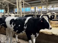 Cow, Holstein breed — photo 2