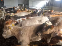 أبقار (دفعة، الجنس غير محدد), Simmental cattle — الصورة 4