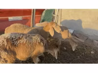 भेड़, Arashan sheep — फ़ोटो 2