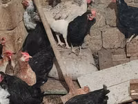 Chickens — photo 5