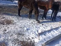 Caballo, Yakutian horse — foto 1