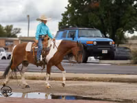 Horse (M), Pinto horses — photo 8