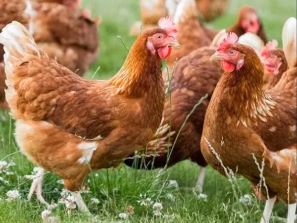 Chickens