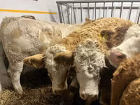 गाय, Simmental cattle — फ़ोटो 3
