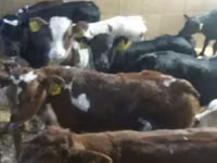 公牛, Simmental cattle — 照片 5