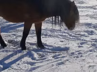 Yegua, Yakutian horse — foto 3